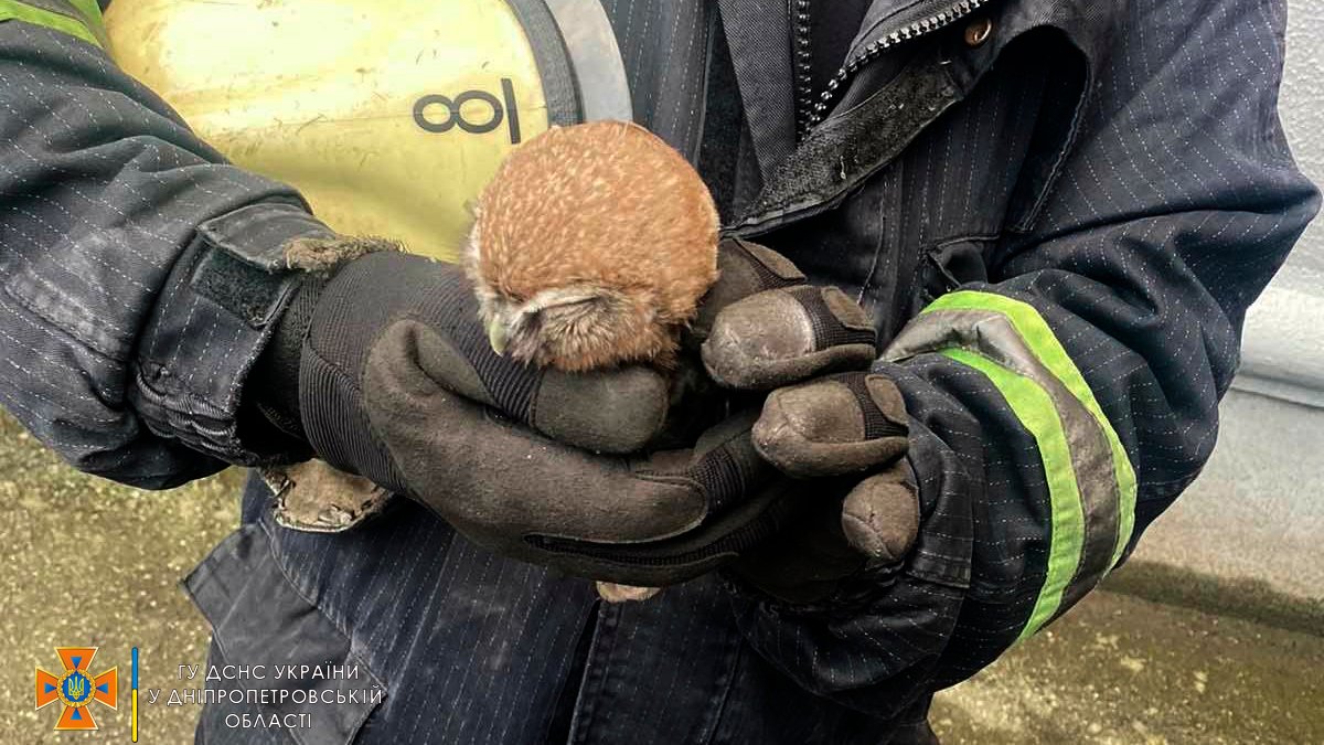 В Днепропетровской области спасли маленького совенка, застрявшего в вентиляционной шахте
