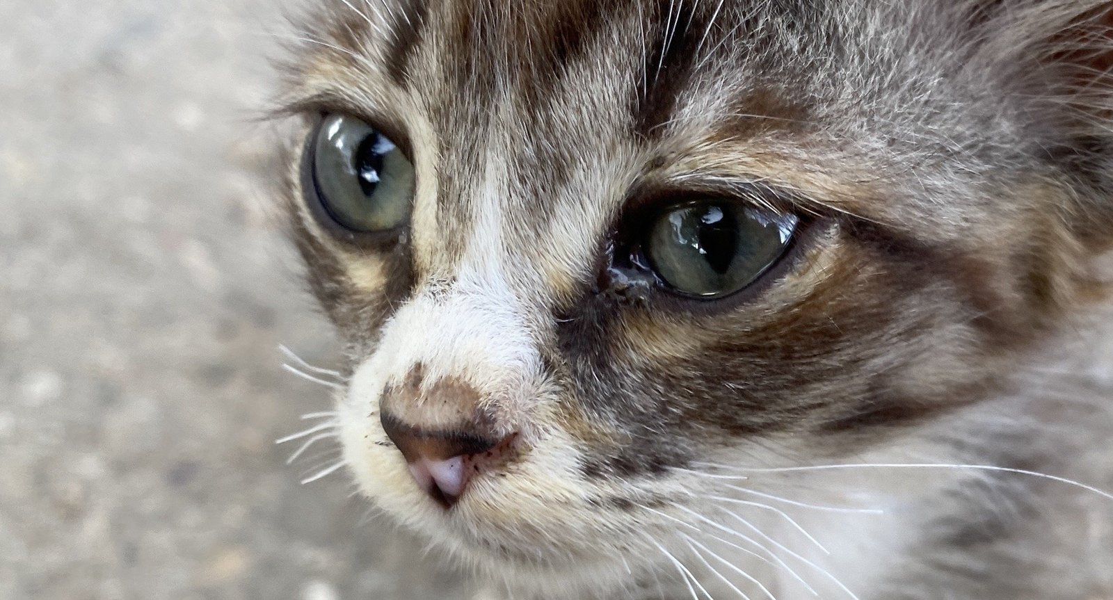 Мордочку роз’їла кислота: у Дніпрі рятують кішку, над якою жорстоко познущалися