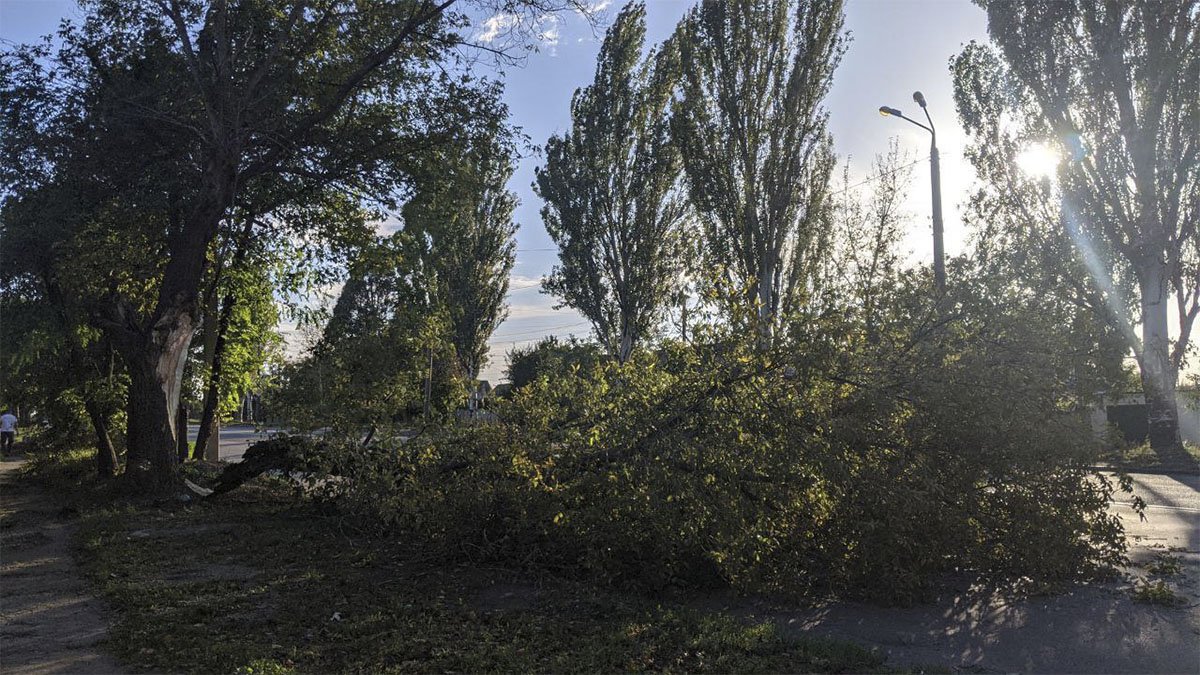 В Днепре сильный ветер: где упали ветки и деревья