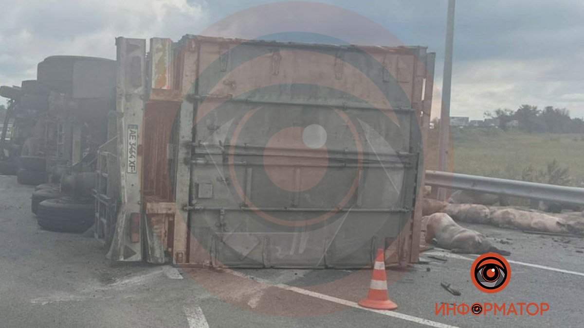 На трассе Днепр - Решетиловка перевернулся грузовик со свиньями: есть пострадавший