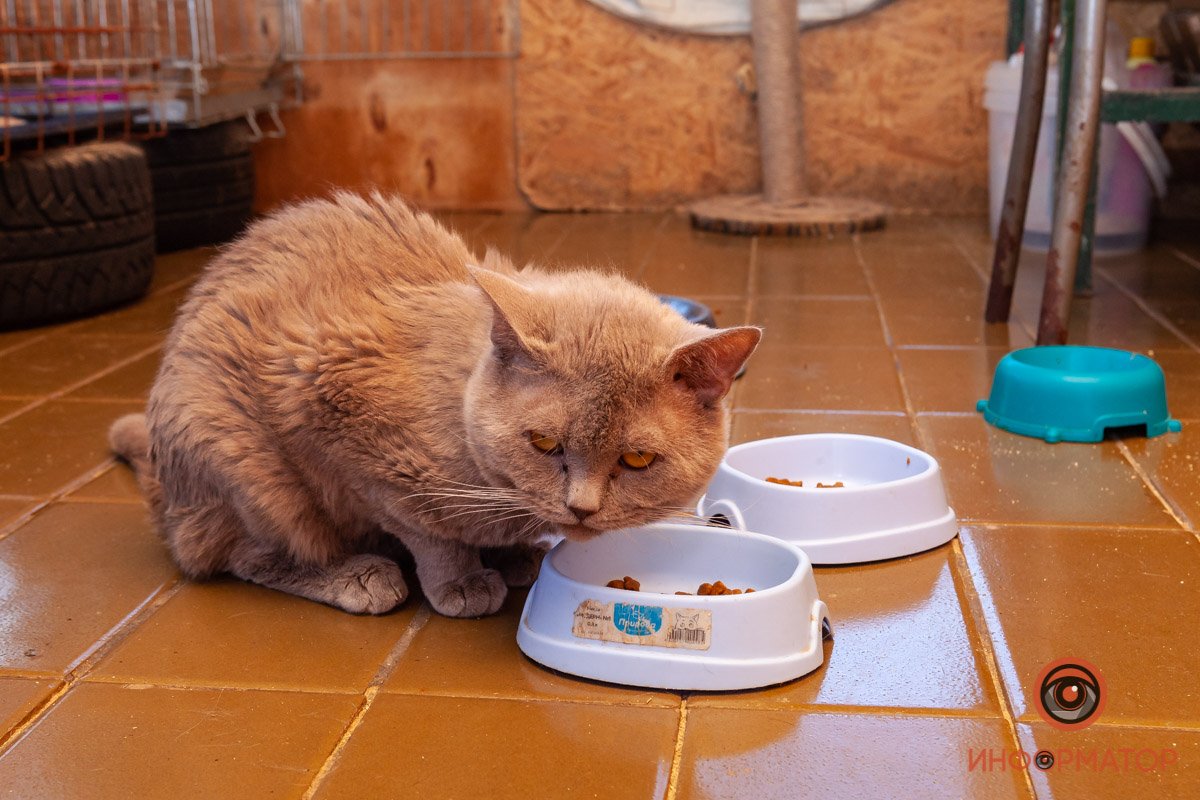 Понівечене око, зневоднення та токсичне отруєння: які тварини Дніпра потребують допомоги