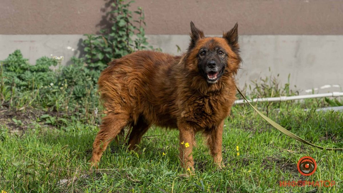 Як себе почуває пес Крим, який пережив ракетний удар у Дніпрі