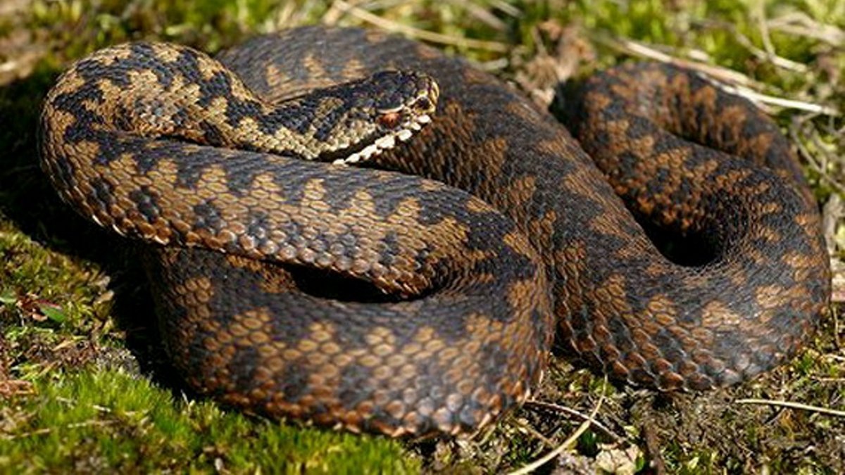 Решил поймать змею: в больницу Днепра доставили 6-летнего мальчика, которого укусила гадюка