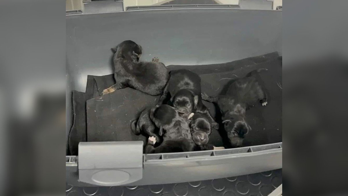 В Днепре в мусорный бак выбросили шестерых новорожденных щенков: один погиб, другие - в больнице