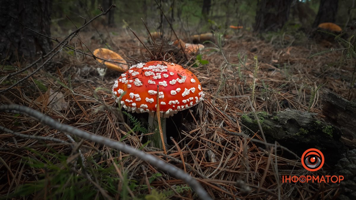 В Днепропетровской области открыли сезон сбора грибов: как уберечься от отравления