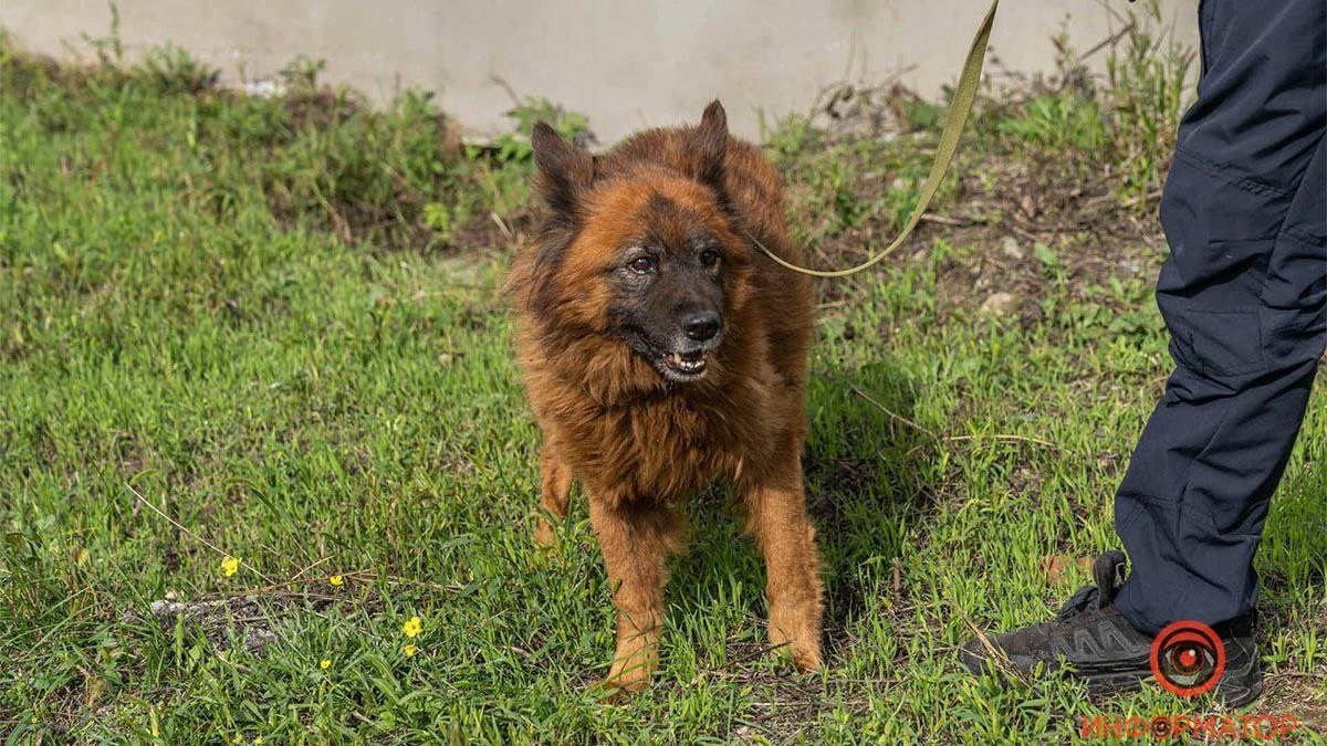 В Днепре умер пес Крым, переживший ракетный удар