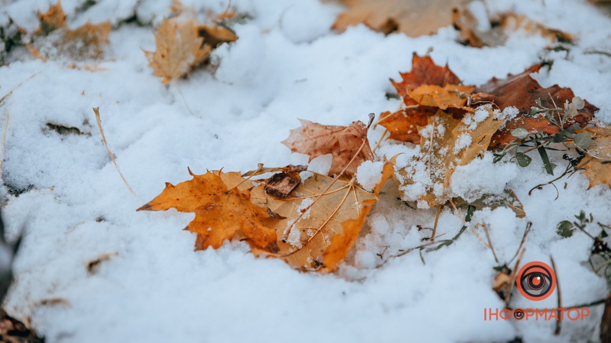 Листья - над, трава - под: как выглядит Днепр под ковром первого снега