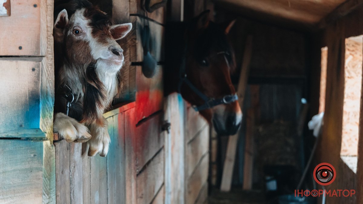 Лошади, лебеди, павлины и выдры: как выглядит животный мир яхт-клуба "Січ" в Днепре зимним днем