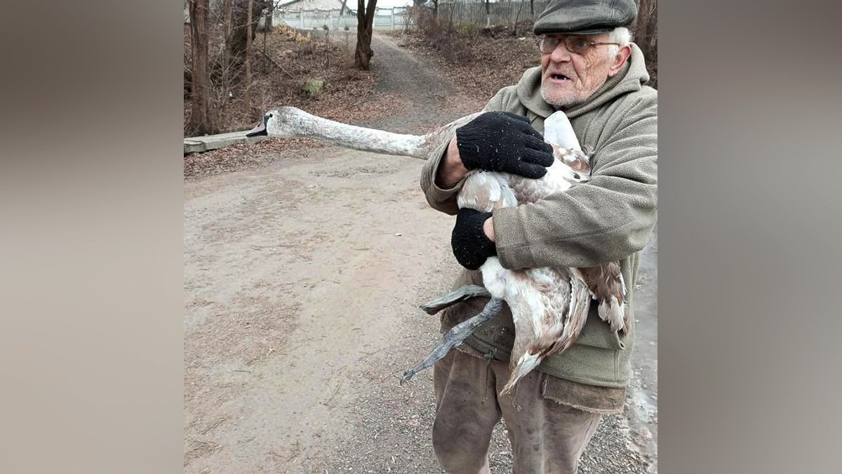 Попал в ледяной плен: в Днепропетровской области 69-летний дедушка спас лебедя