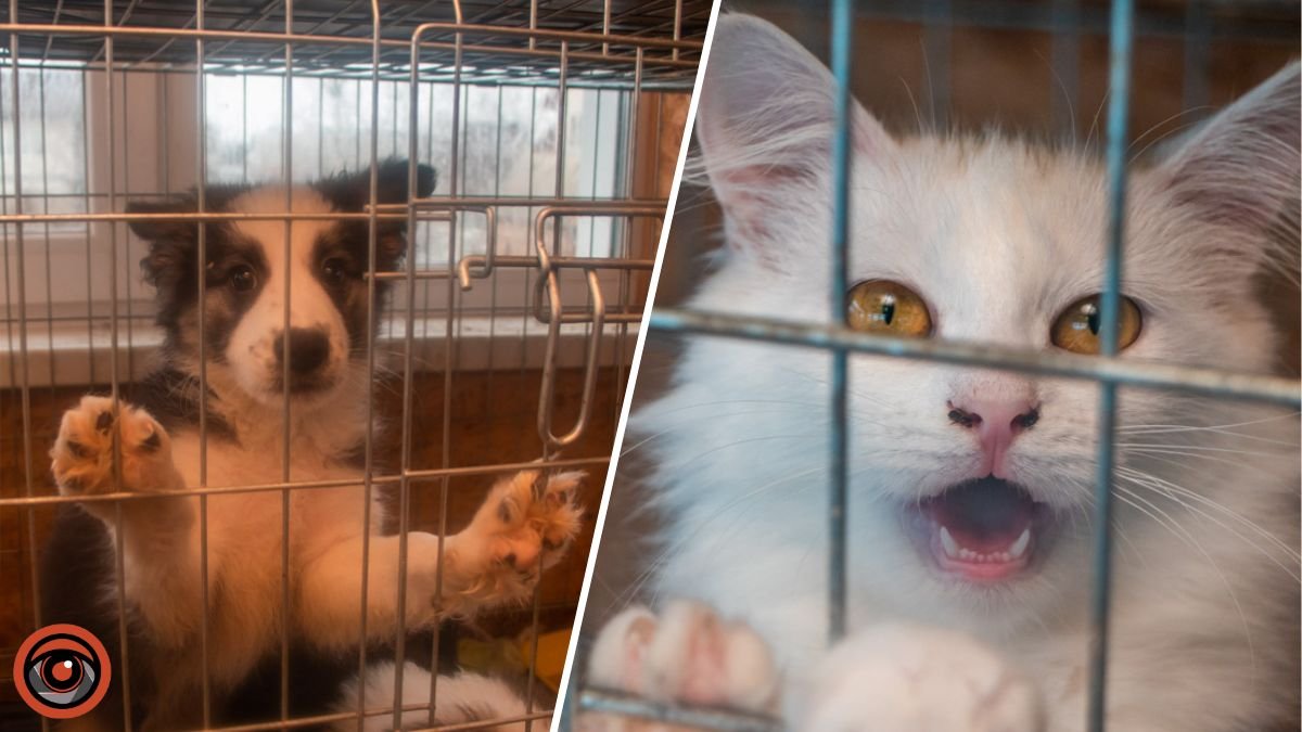 В Днепре исчезли котики и собачки: помогите найти