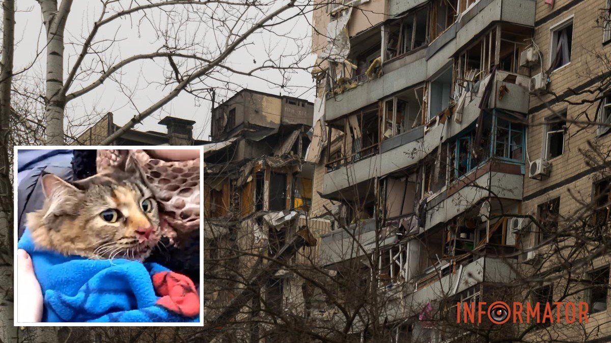 Сидел на 7 этаже: как в Днепре в разрушенном доме спасали кота Кузю