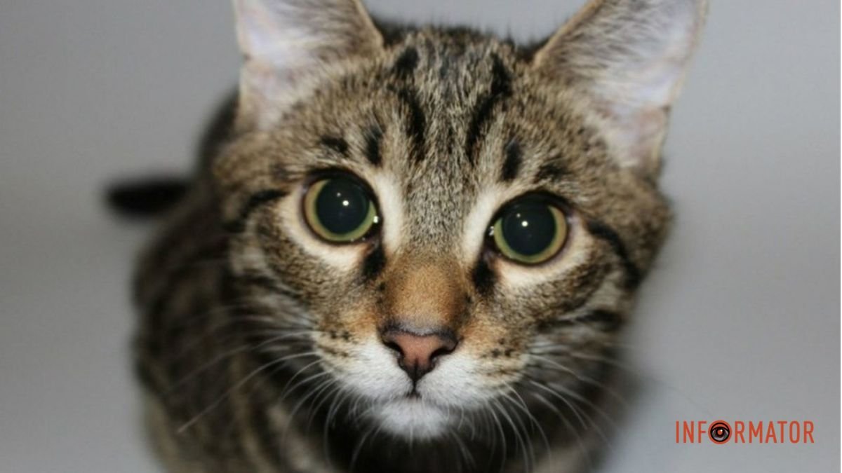 “Удар величезної сили припав на голову”: у Дніпрі рятують котика