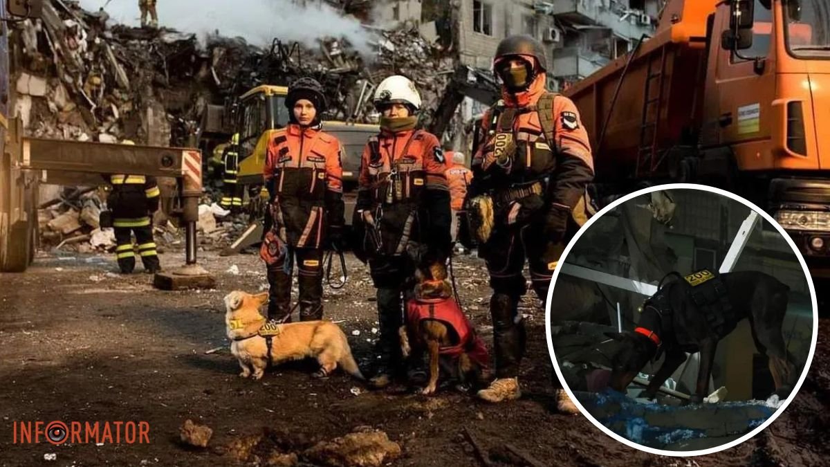 Працювали 22 години: як чотирилапі шукали людей під завалами зруйнованого російською ракетою будинку у Дніпрі