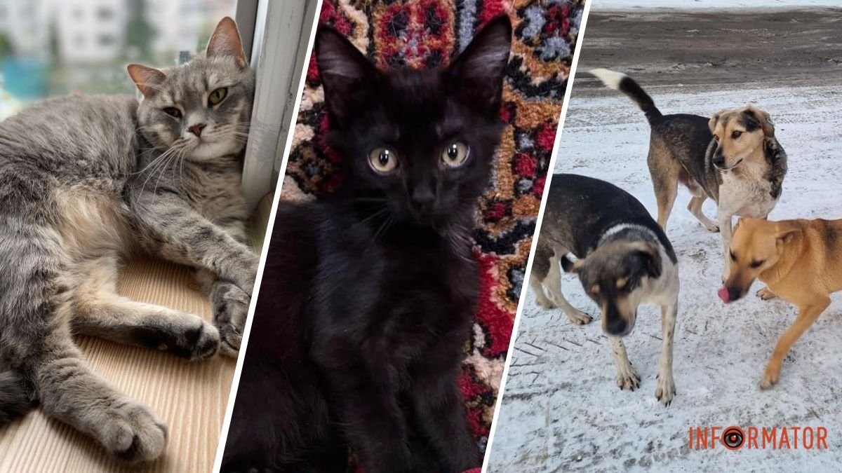 Четвероногие ищут дом: где в Днепре найти себе котика или песика