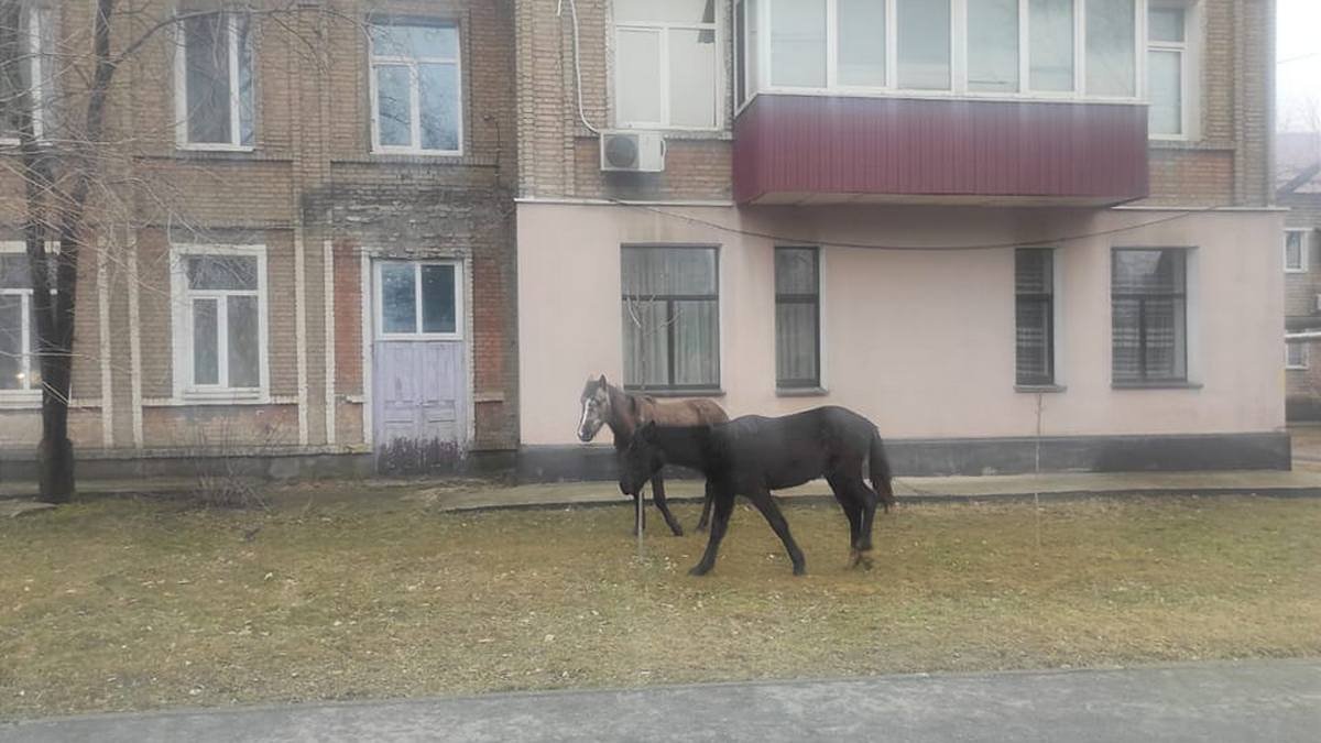 У Дніпрі по Буковинській гуляли коні