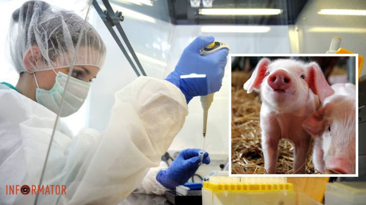У Дніпропетровській області зафіксували спалах африканської чуми свиней: де ввели карантин