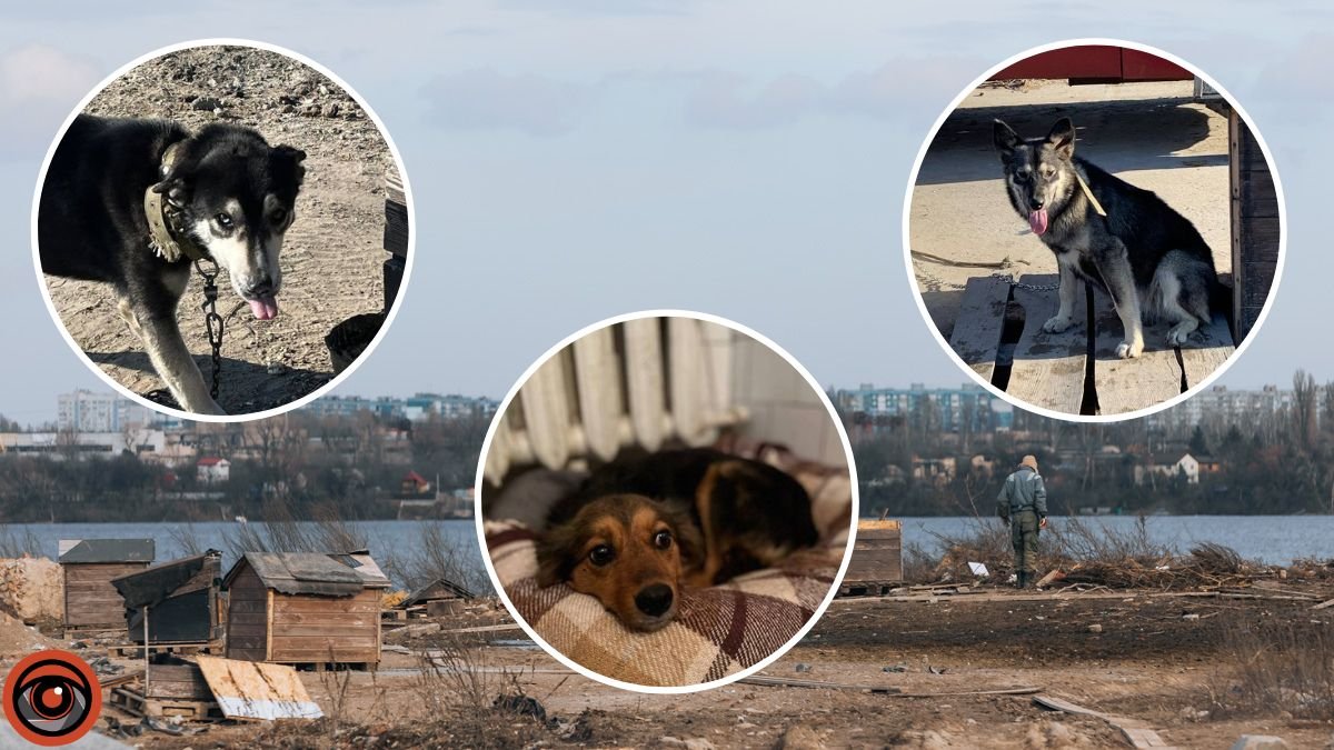 В Днепре ищут дома для собачек, переживших ракетный удар по городу