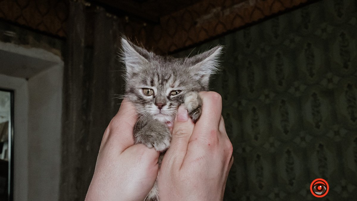 "Тянет за собой пол оторванной лапки": в Днепре спасают жизнь крошечного котенка