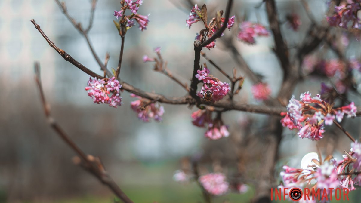 Краса по-весняному: у Дніпрі розквітли перші квіти та на деревах з’явилися бруньки
