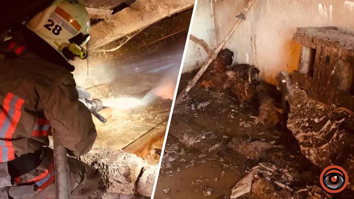 Загинули теля, кури і качки: наслідки пожежі у Дніпропетровській області