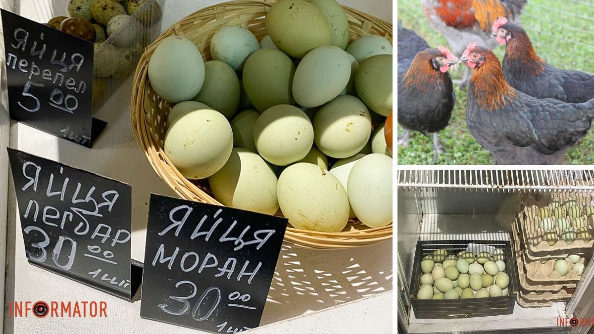 300 гривен за десяток: экзотические "золотые" яйца черной курицы VS обычные