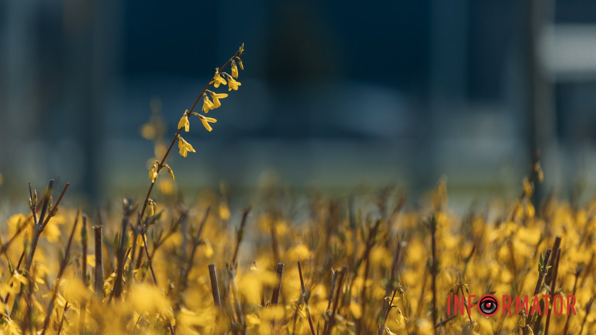 Разноцветие весны: в Днепре вдоль Набережной Победы распустились цветы и кусты