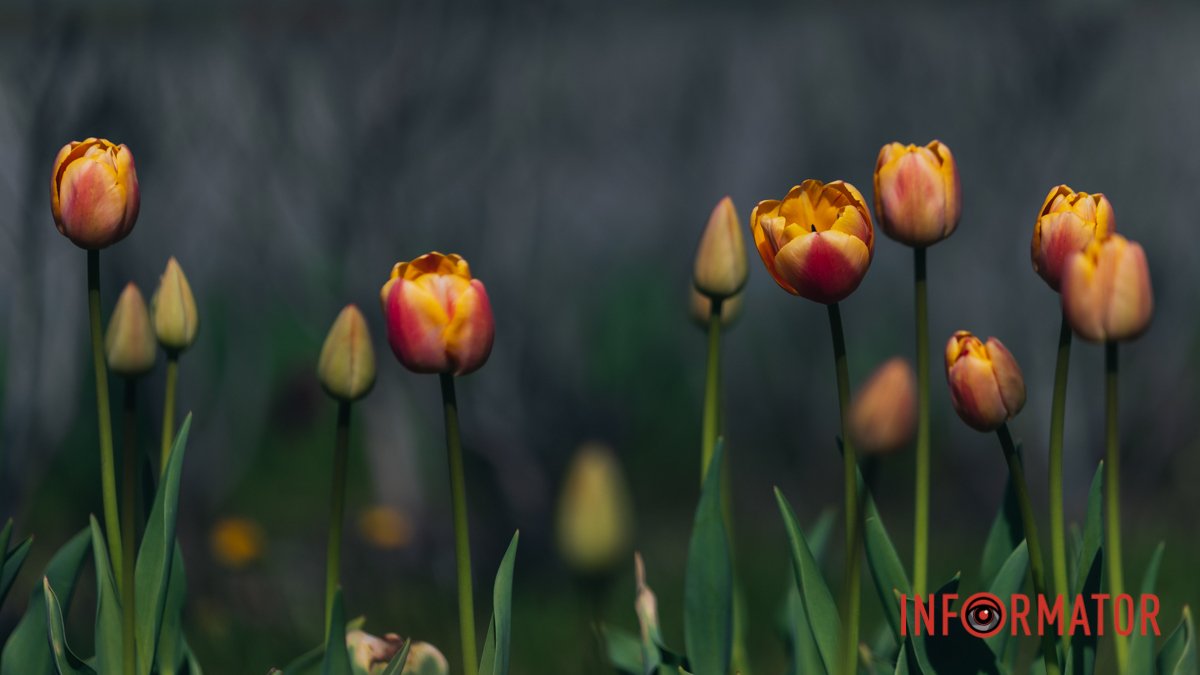 Днепр расцветает: на Набережной Победы начинают цвести тюльпаны