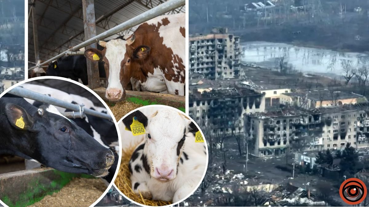 З-під Бахмута до Дніпропетровської області евакуювали 400 корів