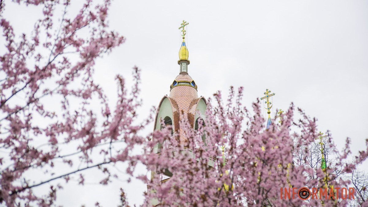 "Настоящая розовая сказка": в Днепре в сквере Усачева расцветают деревья