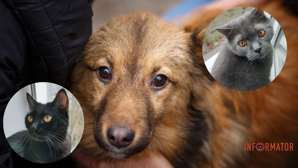 В Дніпрі рятують собаку Шанталь та шукають родини котикам-"британцям": як допомогти
