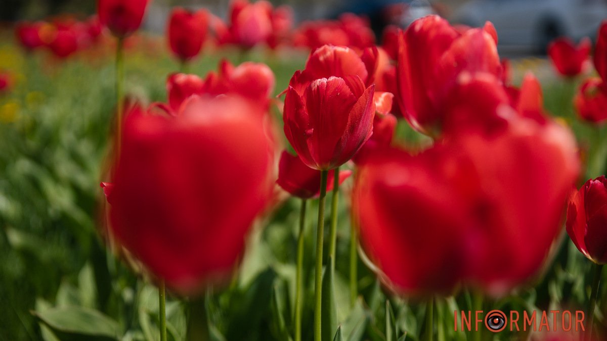 Різнобарвна краса: на вулицях Дніпра розквітають витончені тюльпани