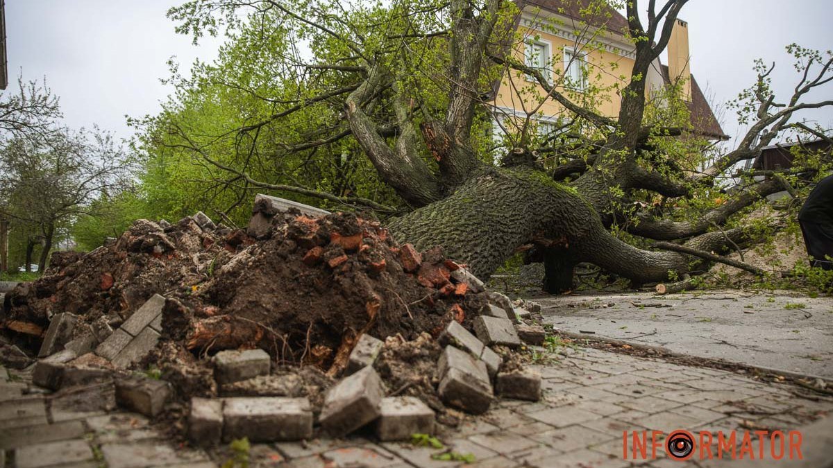 Едва не раздавило собаку и автомобиль: в Днепре на Лизы Чайкиной дерево упало во двор жилого дома