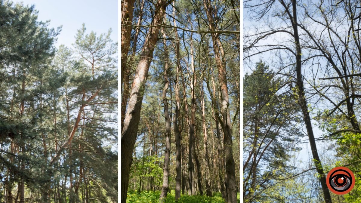 Акация, клен и Ясень: какие деревья запретили высаживать в лесах Днепропетровской области