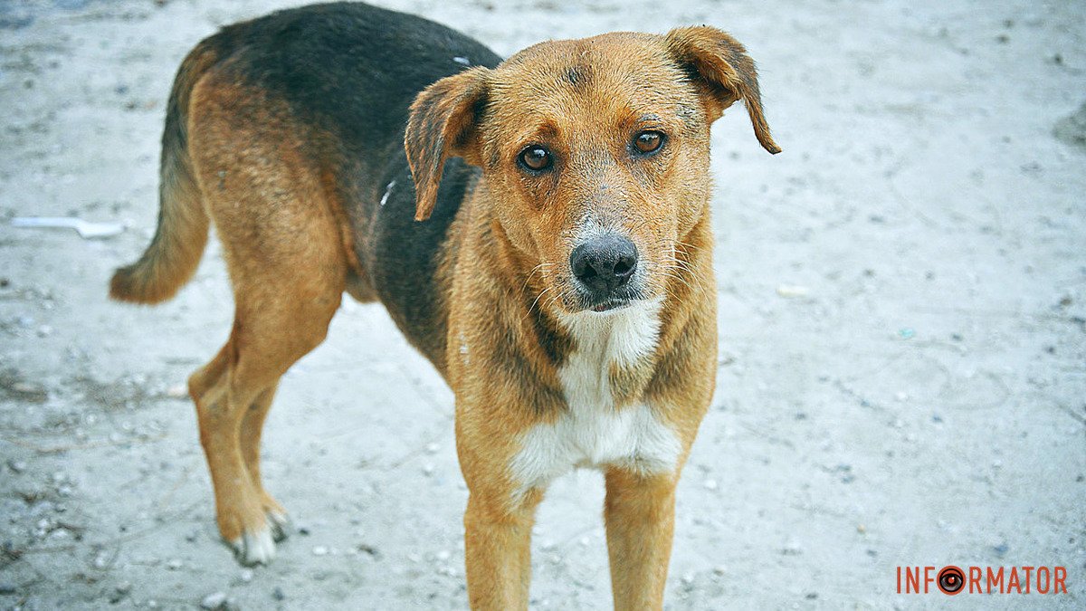 Всі можуть допомогти: у Дніпрі лікують собаку Роккі, якого збила автівка