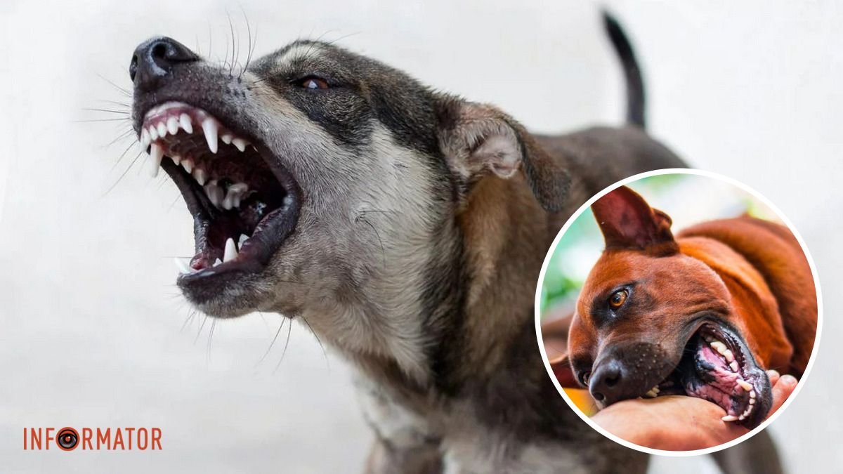 Сказ тварин: у Дніпропетровській області виявили випадок у домашнього собаки