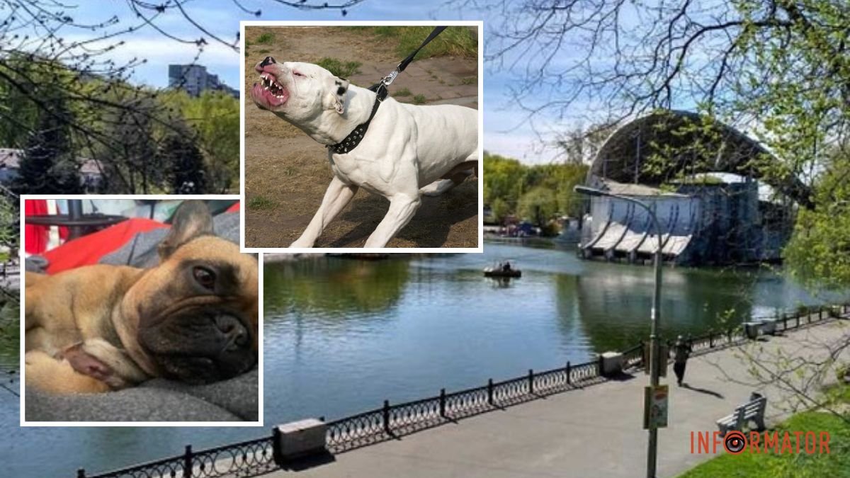 В Днепре прогулка с собаками в парке Глобы закончилась скандалом и дракой