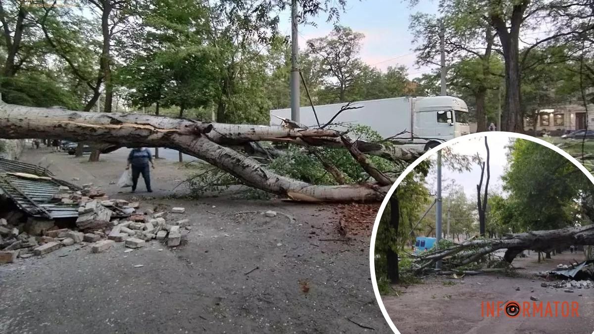 В Днепре на Александра Поля дерево упало на дорогу и перекрыло движение