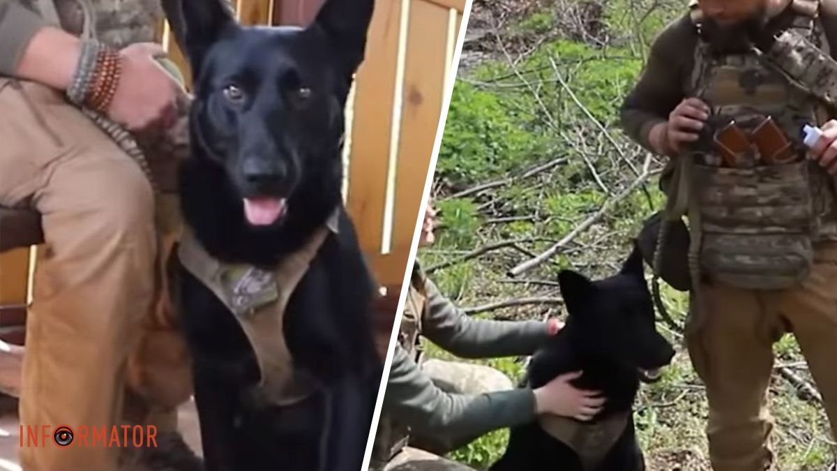 Наш ротный психолог: бойцы Сичеславской бригады приютили брошенного пса из Кременной