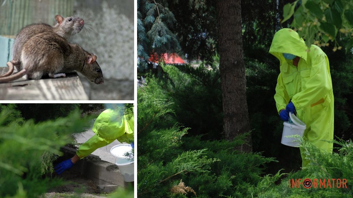 Нашестя пацюків у Дніпрі: гризуни розносять сміття по центральному проспекту