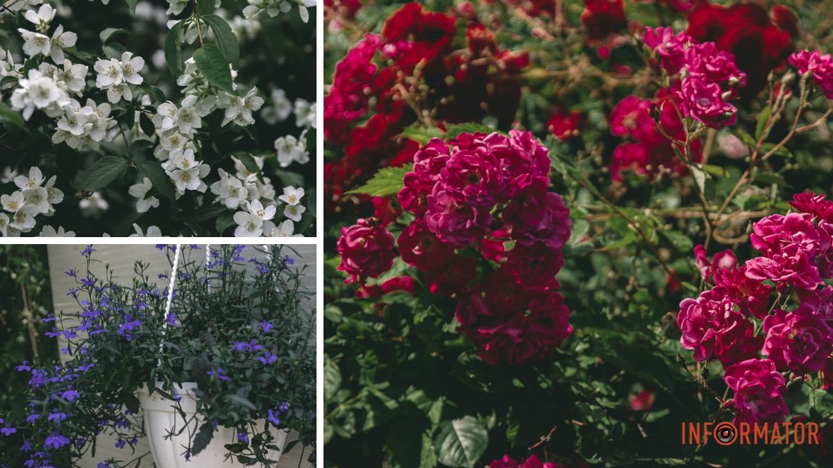 Розовые, пурпурные, голубые и малиновые: как выглядят цветы в ботаническом саду Днепра