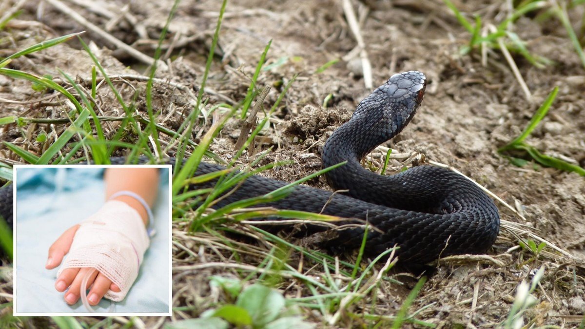 В Каменском 7-летнюю девочку укусила змея: ребенка доставили в больницу