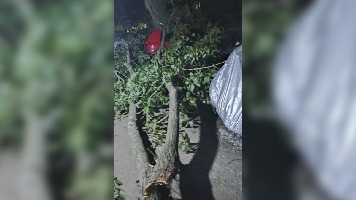 В Днепре на проспекте Богдана Хмельницкого дерево упало на три припаркованных автомобиля