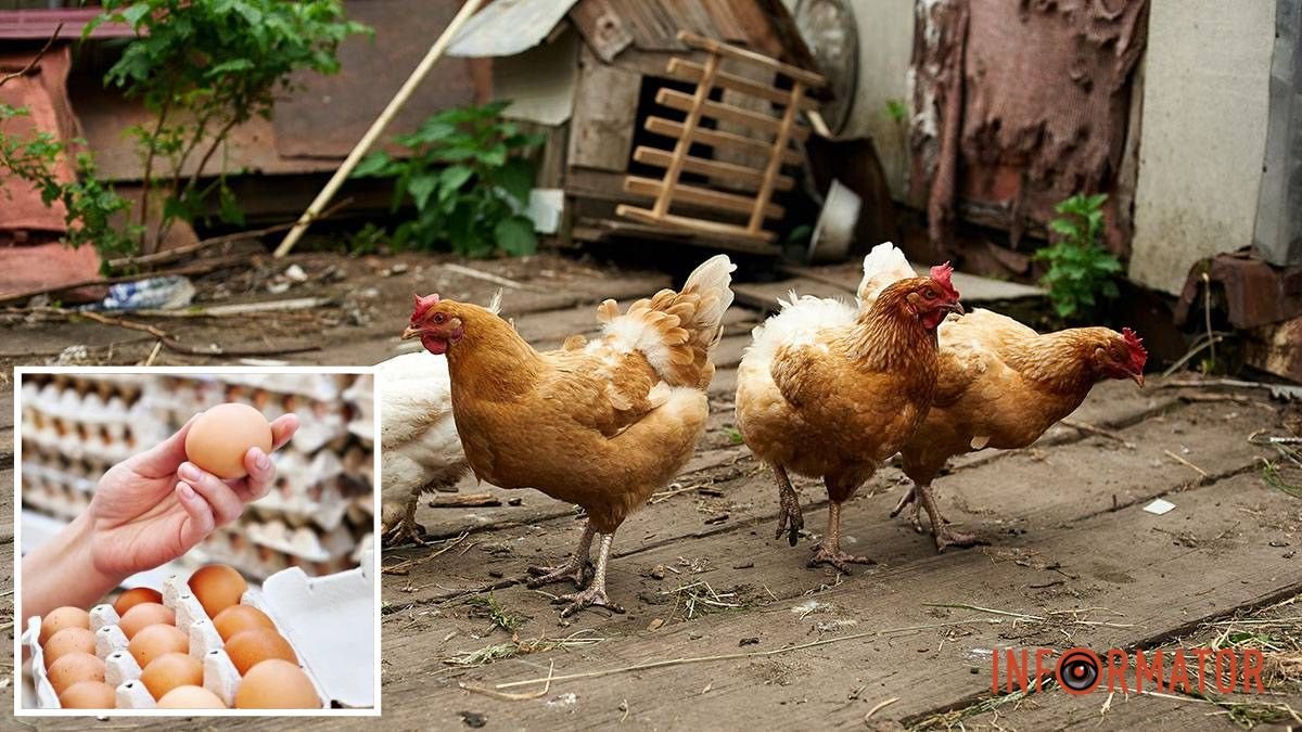 Яйца и птица из Польши в Днепропетровской области под запретом: причина