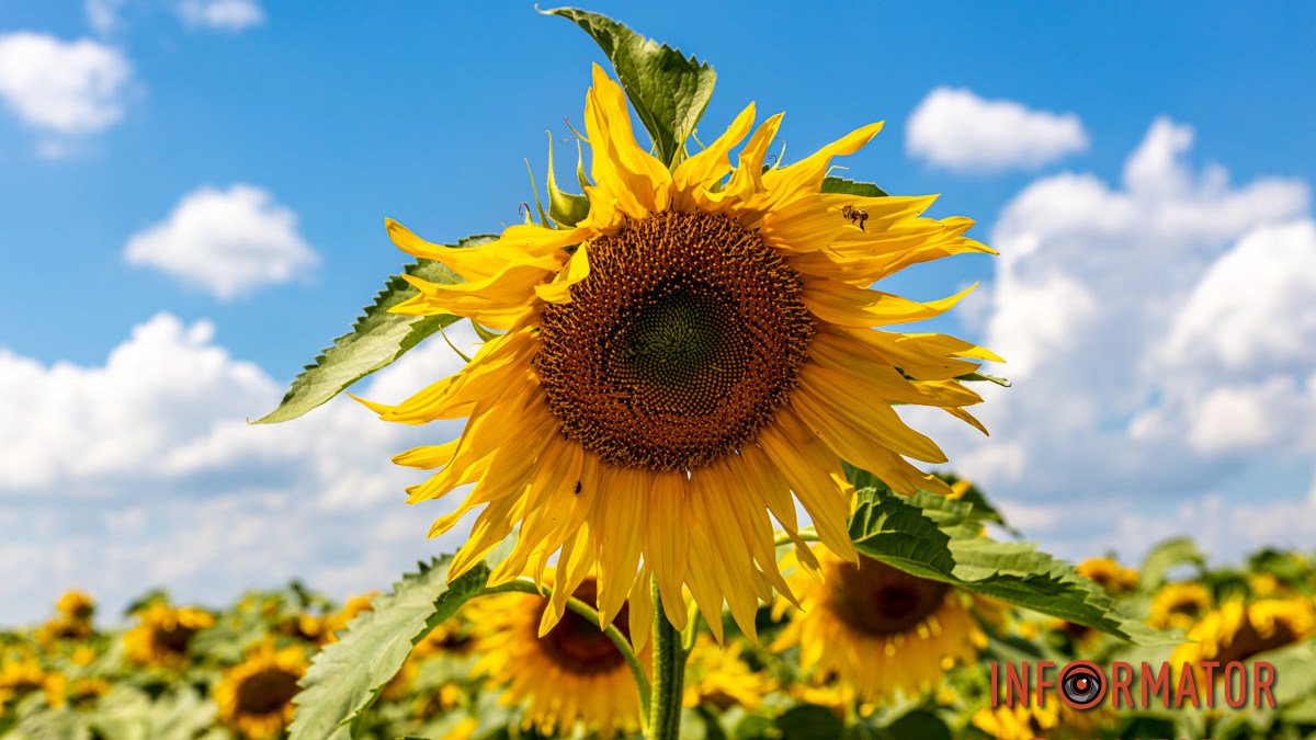 Тягнуться за промінчиками сонця: у Дніпрі квітне соняшникове поле