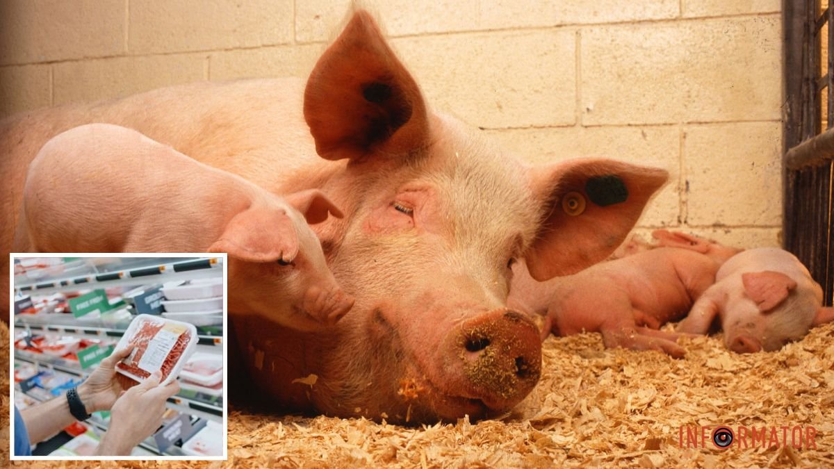 Африканская чума свиней: на территорию Днепропетровской области ограничили ввоз мяса