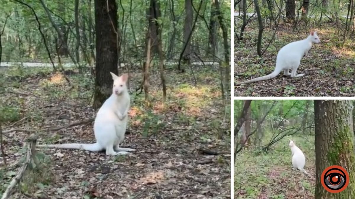 Стало известно, где в Днепропетровской области можно встретить белых кенгуру
