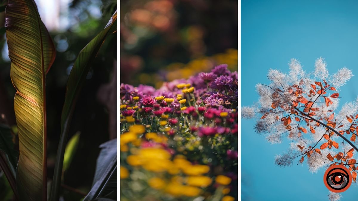 «Осінні замальовки»: як ботанічний сад Дніпра працюватиме у листопаді
