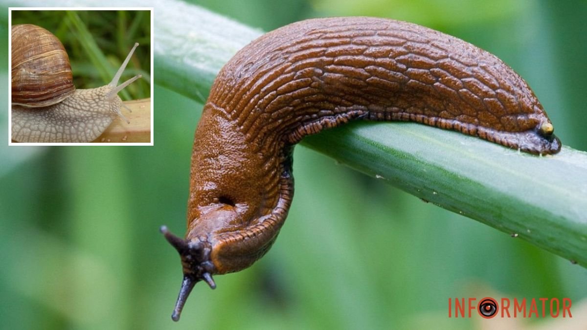 “Атакують” квартири, подвір’я та городи: як позбутися у листопаді ...