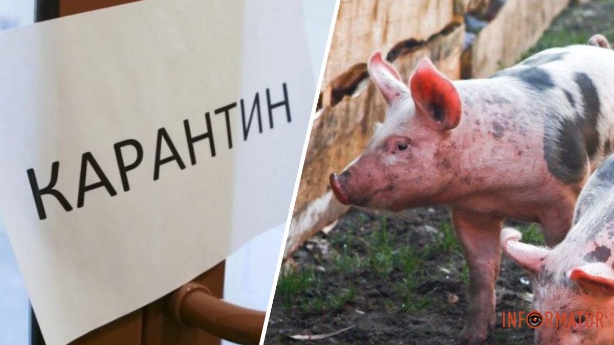 У Дніпровському районі через спалах африканської чуми свиней ввели карантин