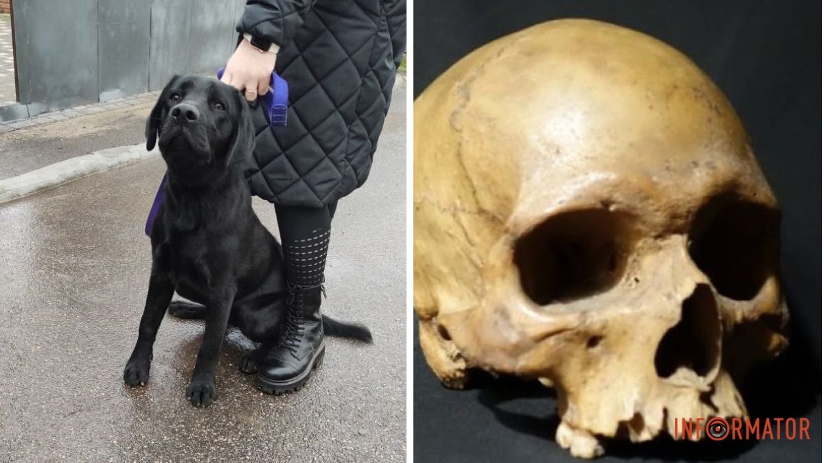 У Кривому Розі собака під час прогулянки знайшов людські рештки: коментар поліції